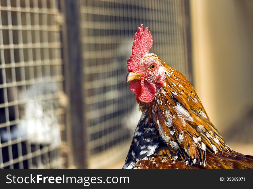 Chicken in cage, head closeup. Chicken in cage, head closeup