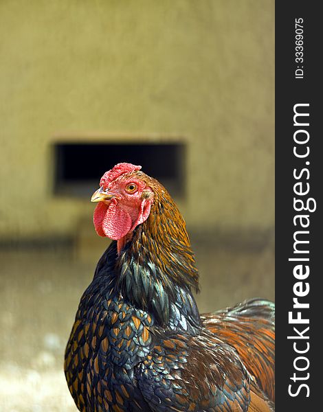 Chicken in cage, head closeup. Chicken in cage, head closeup