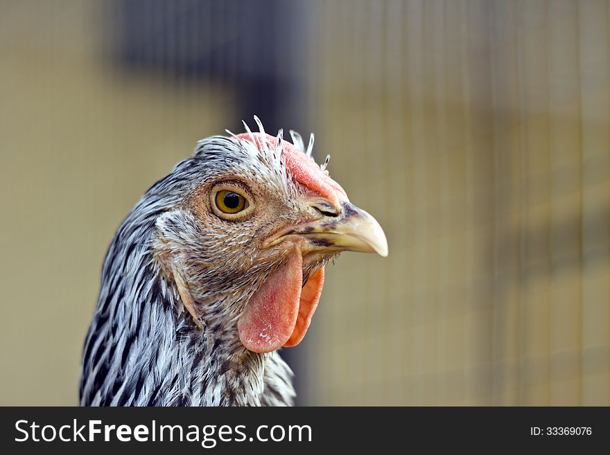 Chicken in cage, head closeup. Chicken in cage, head closeup.