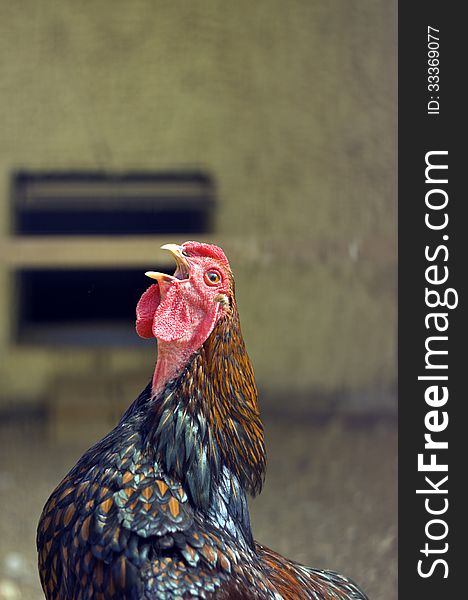 Farm chicken singing, closeup portrait