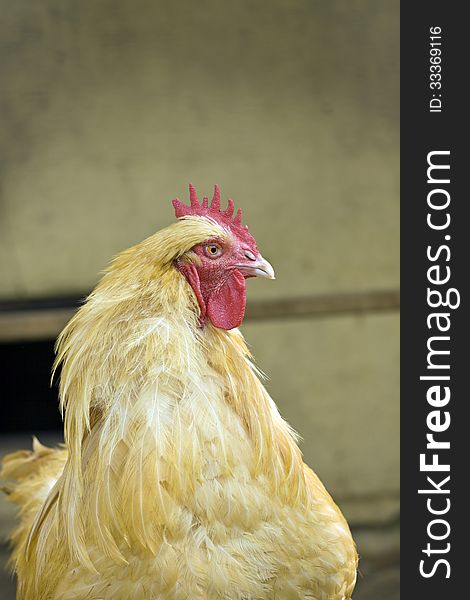 Yellow farm chicken in cage, closeup. Yellow farm chicken in cage, closeup