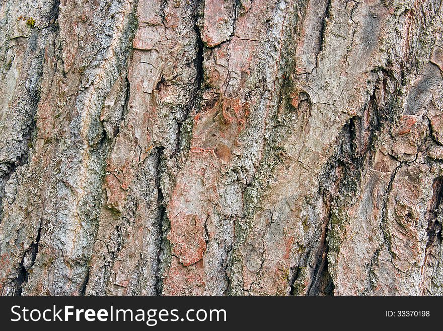 Poplar tree bark closeup background. Poplar tree bark closeup background