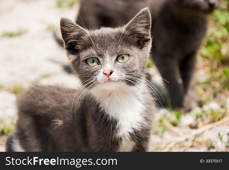 A small, homeless kitty with green eyes and pink nose. A small, homeless kitty with green eyes and pink nose