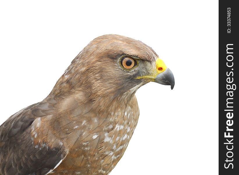 Close-up of the head and upper body of a broadwinged hawk. Isolated on white. Close-up of the head and upper body of a broadwinged hawk. Isolated on white.