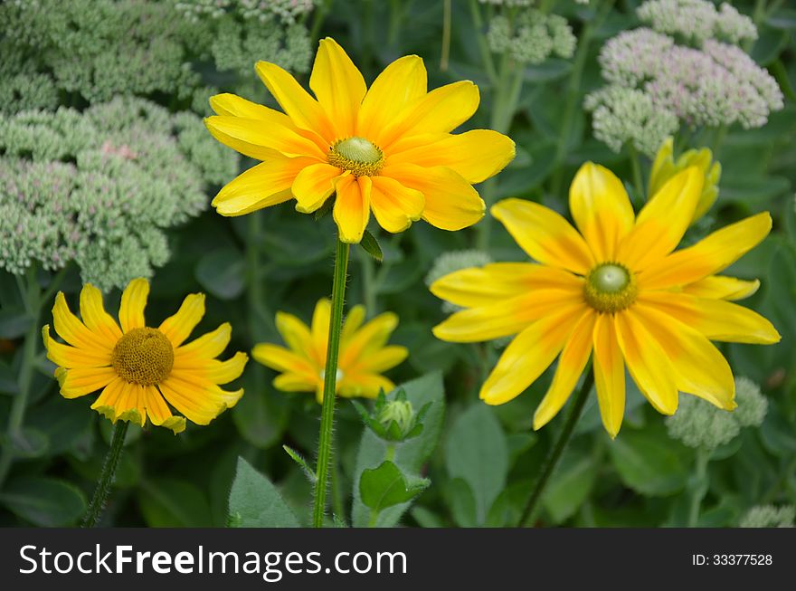 Beautiful yellow susan flowers