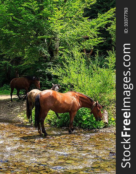 Three horses watering on a forest creek.vertical