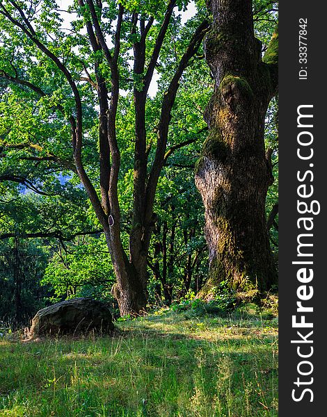 Stone near a tree at the edge of the slope in the forest. vertical. Stone near a tree at the edge of the slope in the forest. vertical