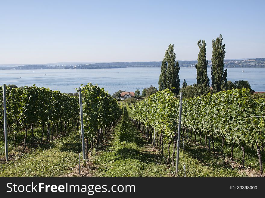 Vineyard at the Lake Constance (Bodensee), Germany