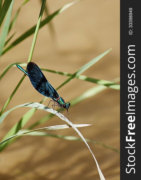 Dragonfly on a background of green grass