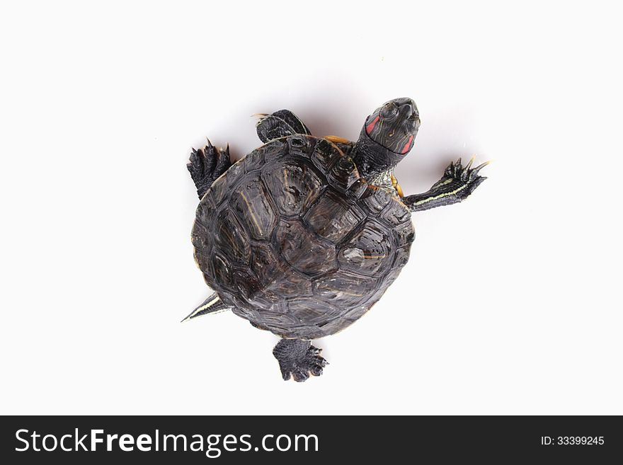 Turtle on the white background