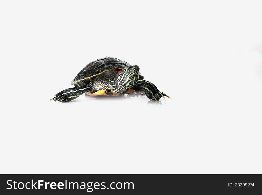 Turtle on the white background (details)