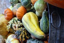 Fall Harvested Gourds Stock Image Fall Harvested Gourds Stock Image
