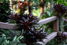 Botanical Garden Stock Image Botanical Garden Stock Image