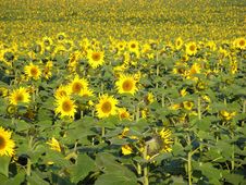 Sunflowers Royalty Free Stock Images Sunflowers Royalty Free Stock Images