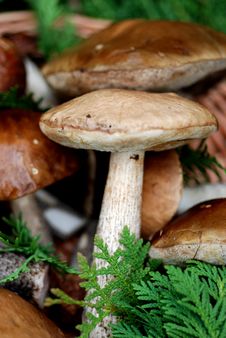 Mushrooms Royalty Free Stock Images Mushrooms Royalty Free Stock Images