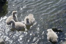 Four Swan Cygnets Royalty Free Stock Photography Four Swan Cygnets Royalty Free Stock Photography