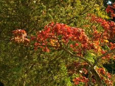 Autumn Colors Stock Photography Autumn Colors Stock Photography