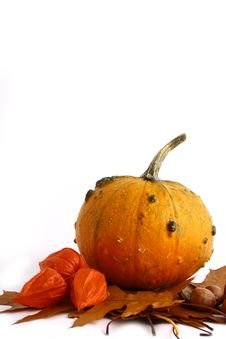 Pumpkins And Gourds On Isolate Stock Photo Pumpkins And Gourds On Isolate Stock Photo