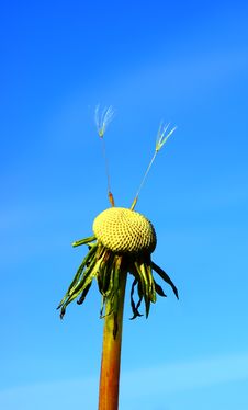 Last Seeds. Royalty Free Stock Images Last Seeds. Royalty Free Stock Images