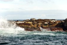 Seal Island With Wave Splash Royalty Free Stock Image Seal Island With Wave Splash Royalty Free Stock Image