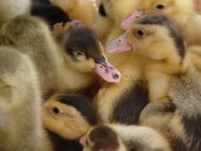 Ducklings Stock Photos