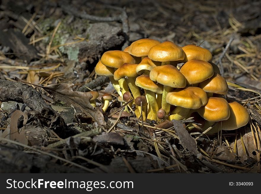 Autumn, nature, forest and season mushroom. Autumn, nature, forest and season mushroom