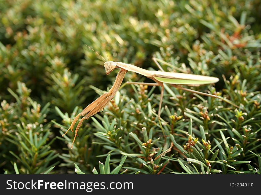 A Large Praying mantis on a bush