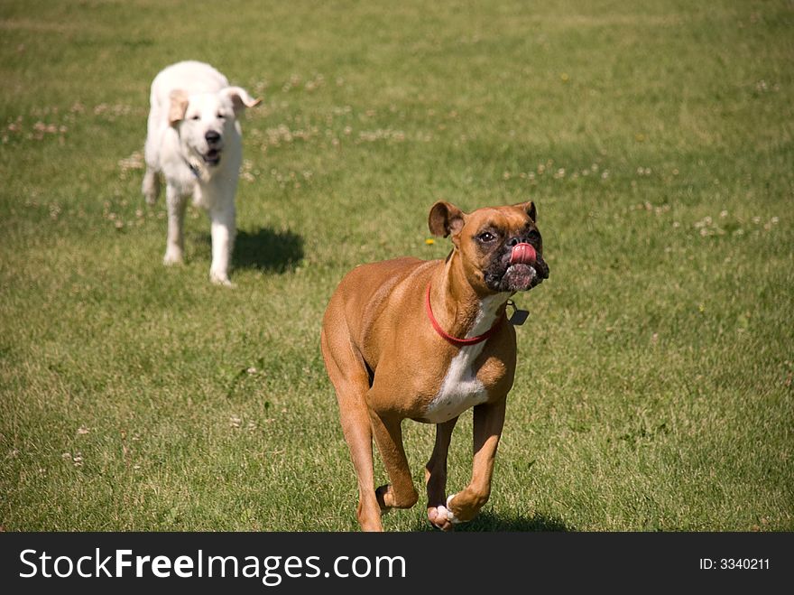 Golden Retriever chasing a boxer, whose intent on not getting caught. Golden Retriever chasing a boxer, whose intent on not getting caught.