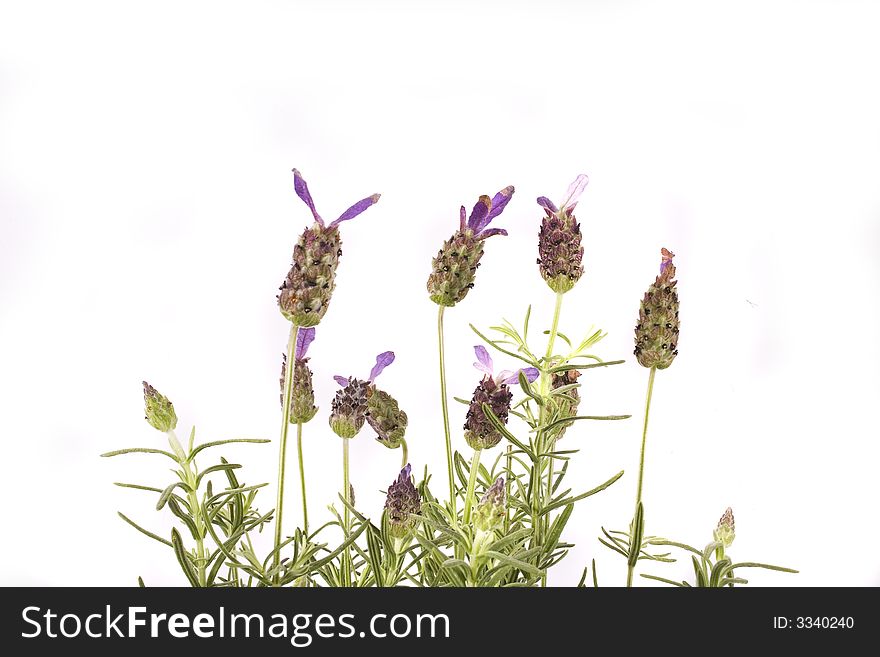 Beautiful herb flower lavender on white background