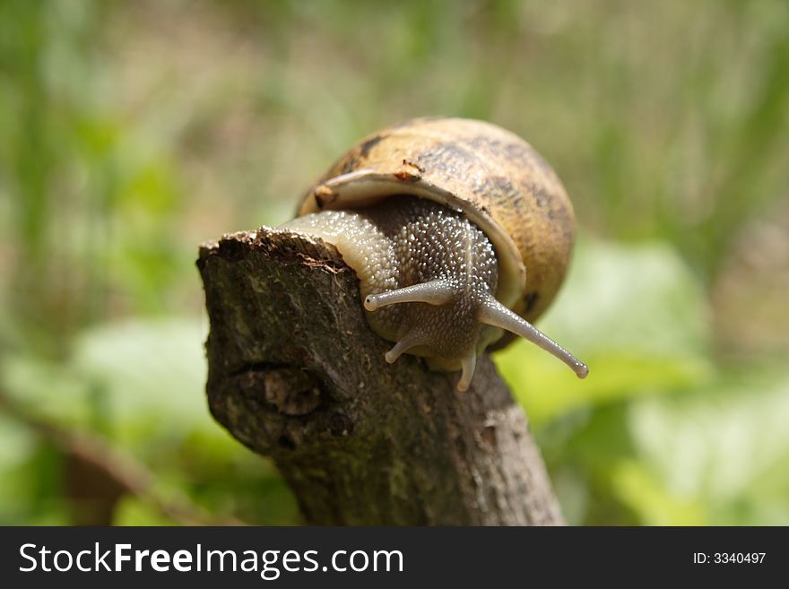 Grand snail on a dry sprig. Grand snail on a dry sprig