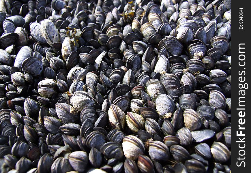 Collections of mussels on coastal rock