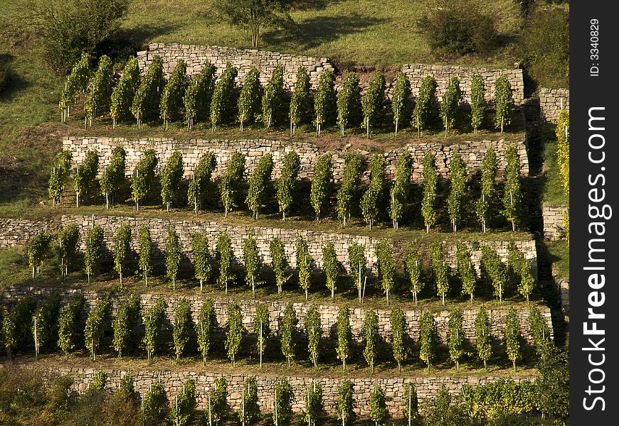 German vineyard in bavaria set up on little stone walls