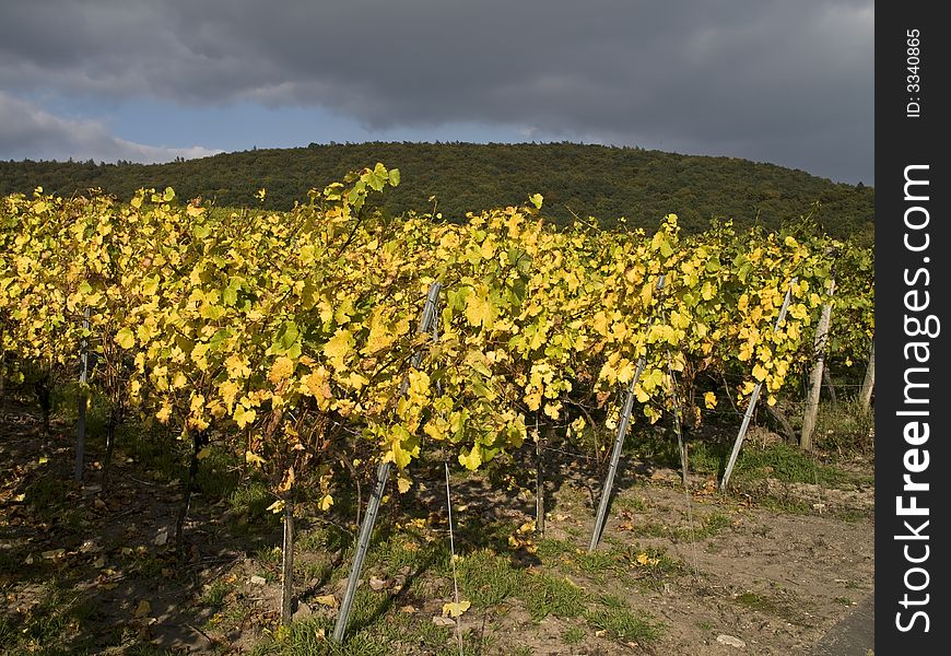 German vineyard in bavaria set up on little stone walls