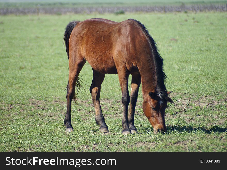 Brown horse eating in a pastures field