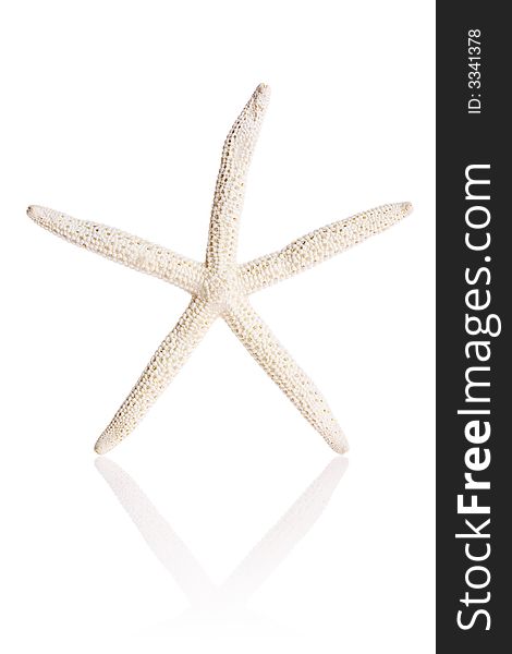 Finger Starfish isolated on white background with reflection