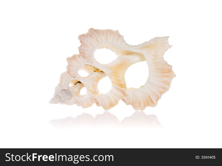 Cut seashell