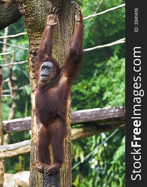 A playful orang utan raising his hands out of pure fun. A playful orang utan raising his hands out of pure fun