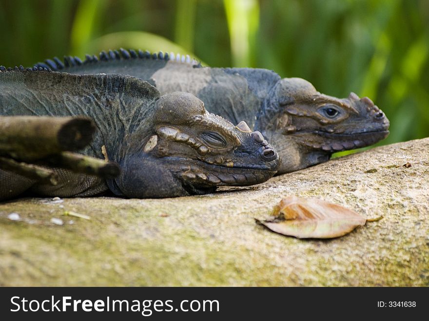 Two iguanas, one sleeping the other awake. Two iguanas, one sleeping the other awake