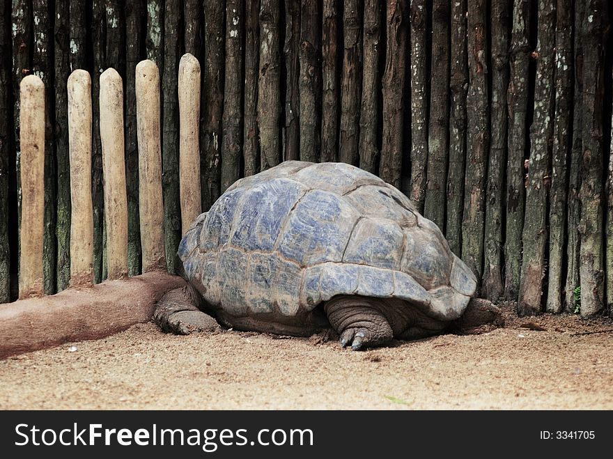 Shy And Timid Tortoise