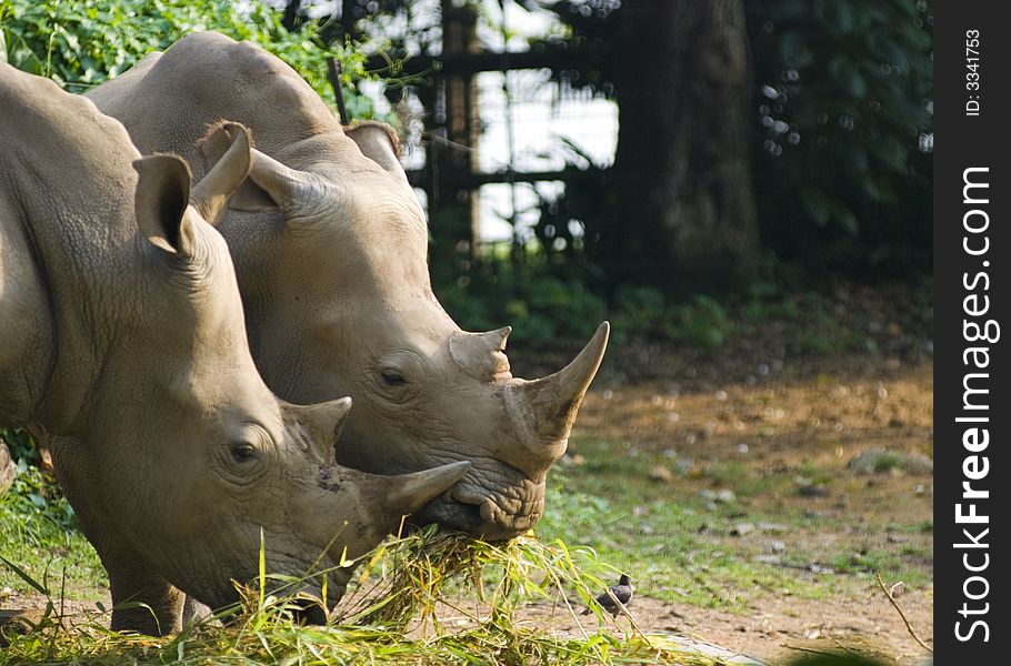 Two rhinos sharing their lunch. Two rhinos sharing their lunch