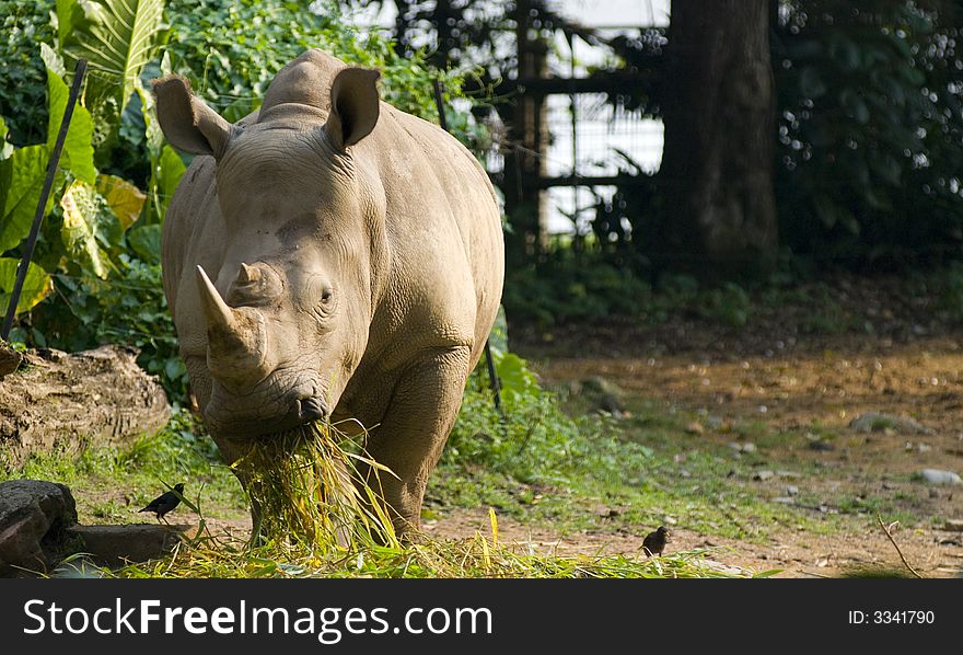 Feeding Rhinocerous