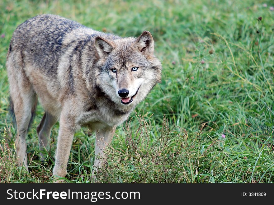 Gray Wolf (Canis Lupus)