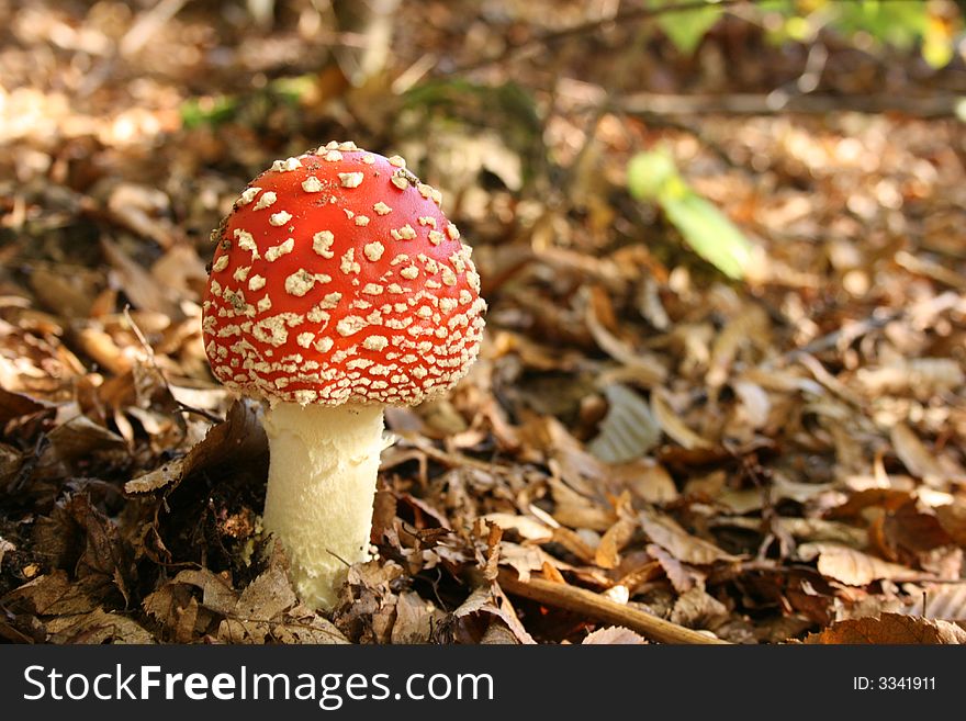 Mushroom under trees in autumn