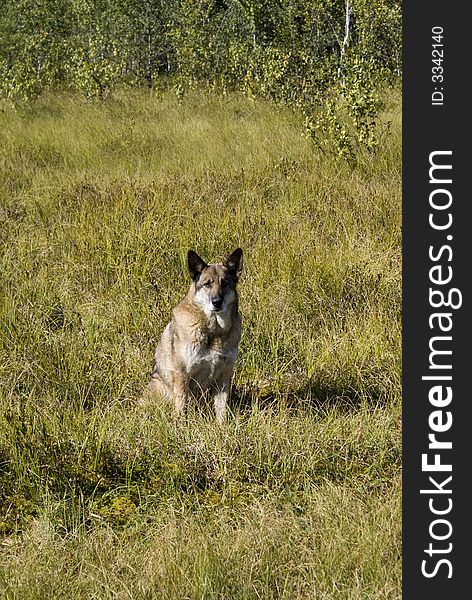 Dog near forest, autumn, Ural