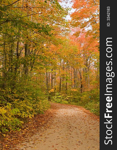 Maple leaves turned into red,some leaves fell in the path. Maple leaves turned into red,some leaves fell in the path