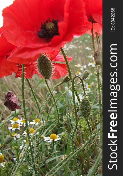 Red poppies & daisies in field. Red poppies & daisies in field