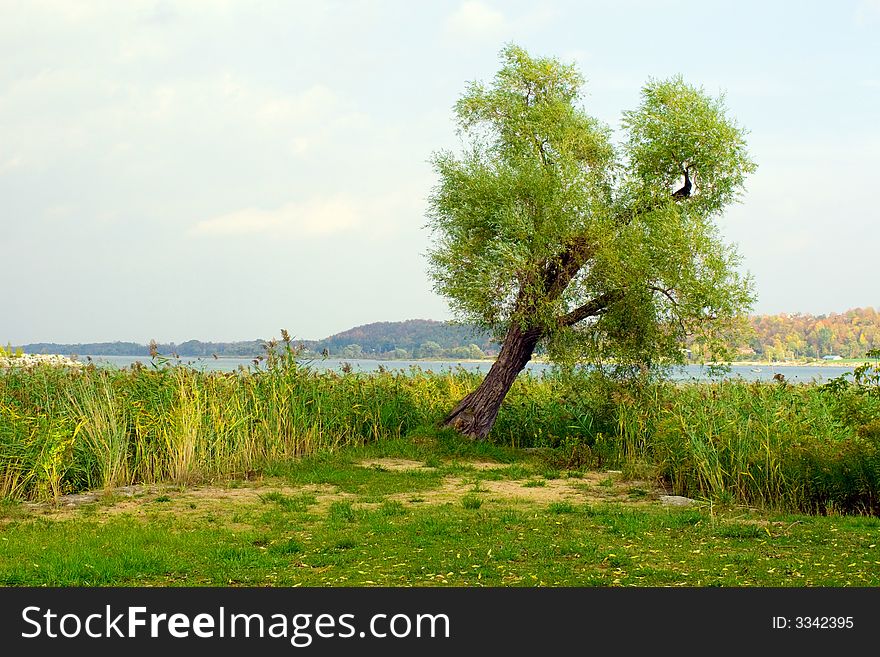 A tilted tree with reeds in the lake-shore