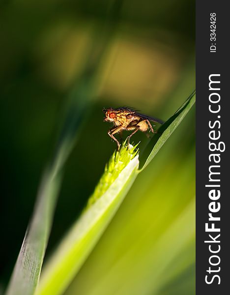 Fly is sitting on grass