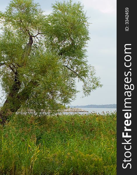 Tilted tree on the lake-shore with reeds. Tilted tree on the lake-shore with reeds