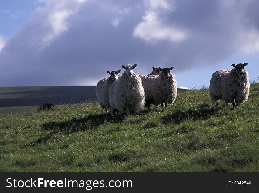 Mule sheep on the hillside northern England,full coats. Mule sheep on the hillside northern England,full coats.